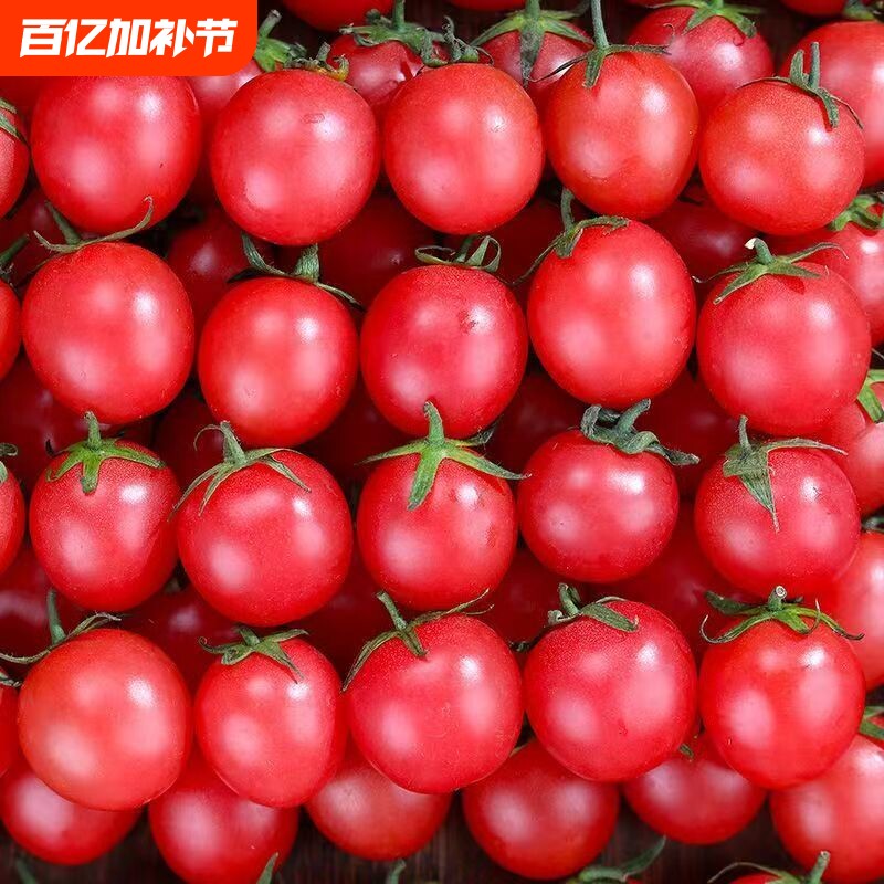 当季正宗现摘圣女果小番茄樱桃小西红柿新鲜孕妇应季蔬菜水果批发