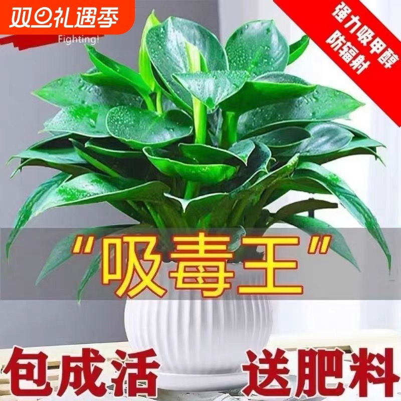 金钻绿植盆栽绿萝箩室内植物花卉水培办公室多肉净化空气去除甲醛