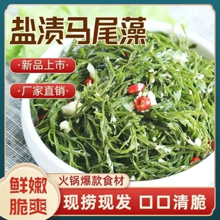 鞭炮笋长寿菜凉拌菜盐渍马尾藻炮仗笋海草边炮东北特产香辣笋新鲜