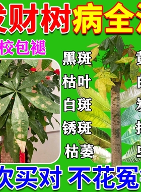 发财树专用营养液促生根急救黄叶枯叶烂根专用药白斑病杀菌剂L