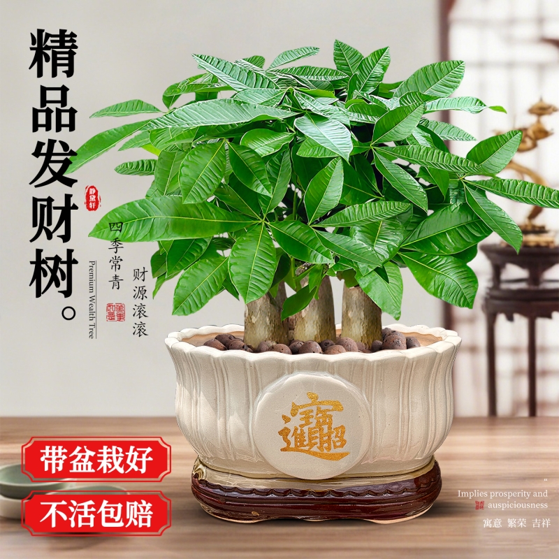 发财树小盆栽植物绿植桌面