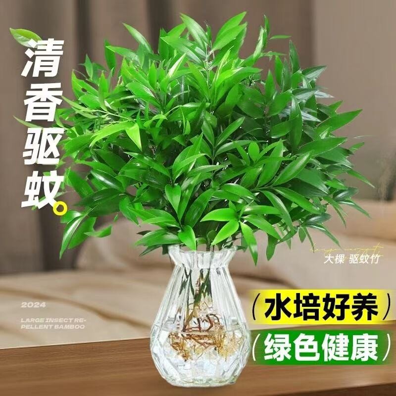 驱蚊竹柏水培植物室内好养绿植花卉客厅桌面盆栽驱蚊神器阳台大棵