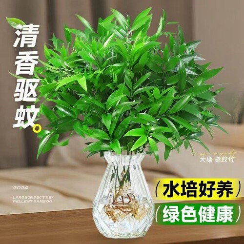 驱蚊竹柏水培植物绿植花卉客厅办公室内桌面盆栽驱蚊神器好养阳台
