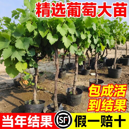 巨峰葡萄树苖阳光玫瑰盆栽老桩特大号果苗庭院耐寒南北方种植爬藤