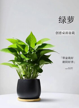 绿萝小盆栽室内家用客厅植