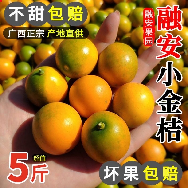 广西脆皮金桔融安小金桔当季新鲜水果冰糖心5斤9斤整箱柑现摘桂林