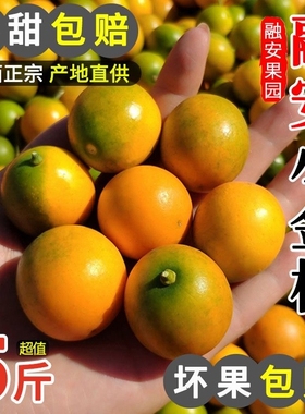 广西脆皮金桔融安小金桔当季新鲜水果冰糖心5斤9斤整箱柑现摘桂林
