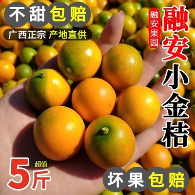广西脆皮金桔融安小金桔当季新鲜水果冰糖心5斤9斤整箱柑现摘桂林