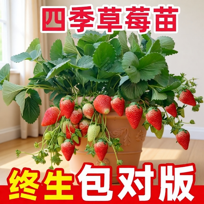 丹东99四季结果草莓苗