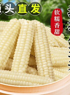 云南版纳正宗拇指小糯玉米