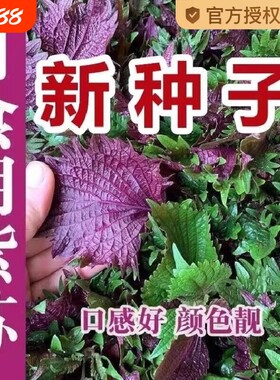 紫苏子四季盆栽种|超1000次加购