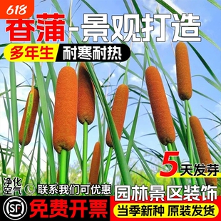 香蒲种子耐寒水蜡烛四季种植多年生落叶宿根挺水生东方香蒲草种籽