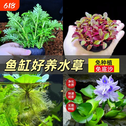 水罗兰坨草组合浮萍水草鱼缸专用