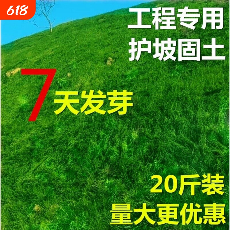 护坡固土草坪草籽四季常青耐寒绿化用免修剪草种狗牙根高羊茅种植