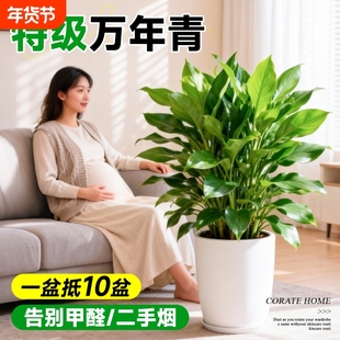 万年青大盆绿植盆栽室内客厅办公室结婚乔迁绿萝除甲醛耐阴好养活