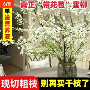 雪柳鲜枝干枝水培植物室内干枝龙柳绿植泡水长叶鲜花干支遇水开花