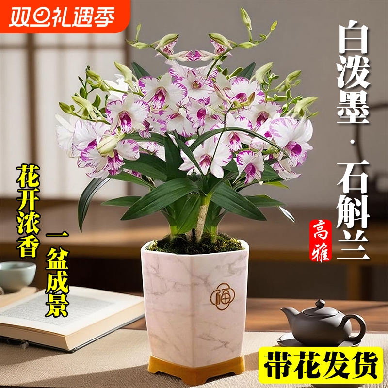 带花苞白泼墨秋石斛兰花苗室内好养可水培绿植盆栽花卉耐寒开花