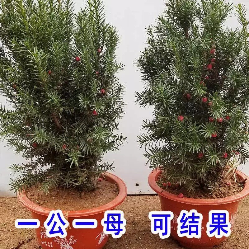 红豆杉盆栽盆景植物室内树苗公母中草药红豆杉树苗红豆杉树植物图片