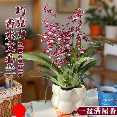 泰国巧克力香水梦香文心兰带花剑花苞盆栽室内好养浓香花卉绿植物