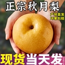 山東正宗秋月梨10斤禮盒裝 新鮮現摘梨子現貨萊陽梨脆甜無渣大 當季