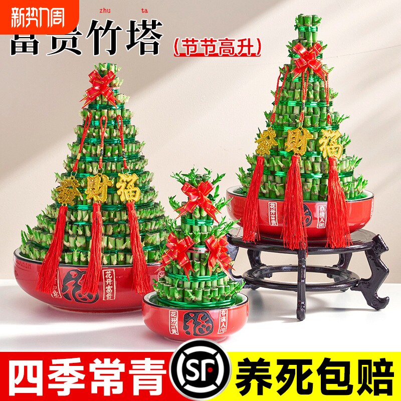 节节高富贵竹水培室内盆栽花卉植物竹塔转运发财竹办公室净化空气