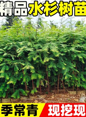 水杉树苗落羽杉四季常青风景大树南北方乔木行道树工程绿化杉树苗
