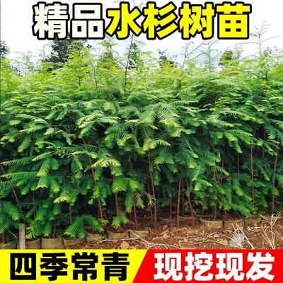 水杉树苗落羽杉四季常青风景大树南北方乔木行道树工程绿化杉树苗