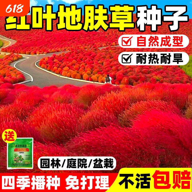 红叶地肤草种子四季播种 耐寒耐旱庭院园林盆栽景观 观赏绿化草籽