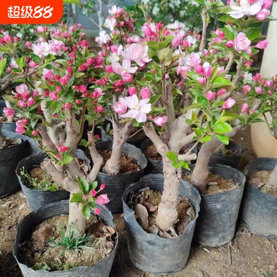 老北京海棠绿植庭院盆栽春季开花