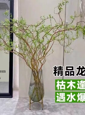 龙柳鲜雪柳干支客厅马醉木水培富贵竹绿植物花卉室内盆栽好养开花