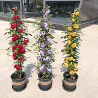 1米6高爬藤月季蔷薇花苗藤本绿植物多季开花卉盆栽月季花小苗阳台