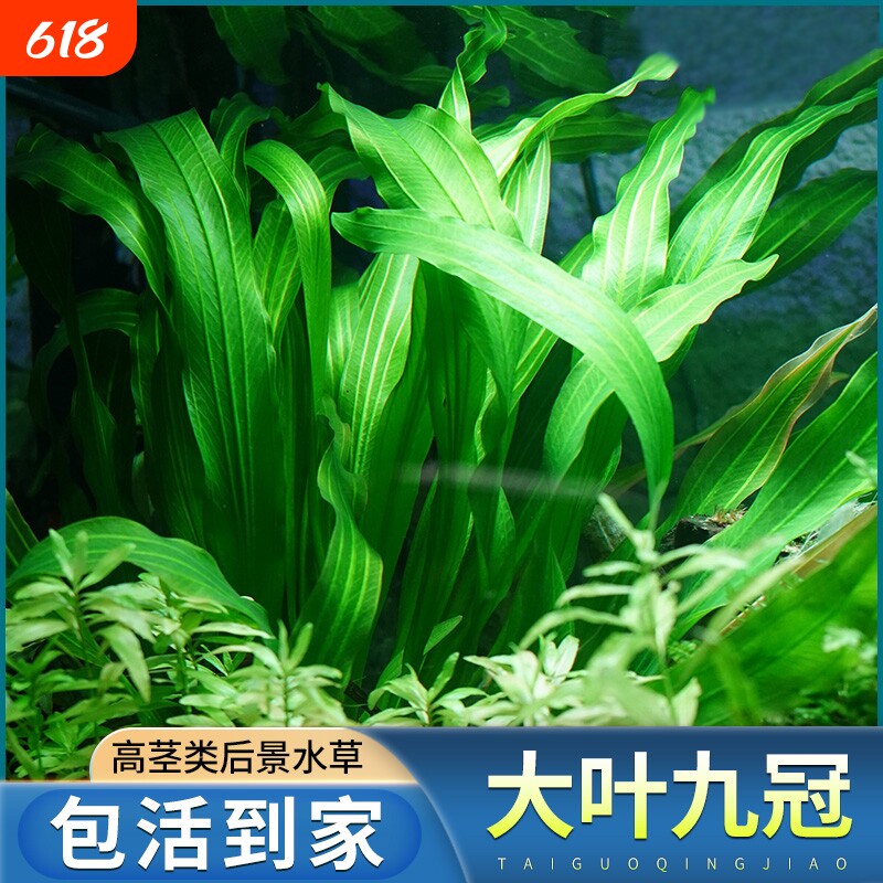 大叶九冠水草绿皇冠迷你红鱼缸造景装饰植物阴性草水培套餐沉底