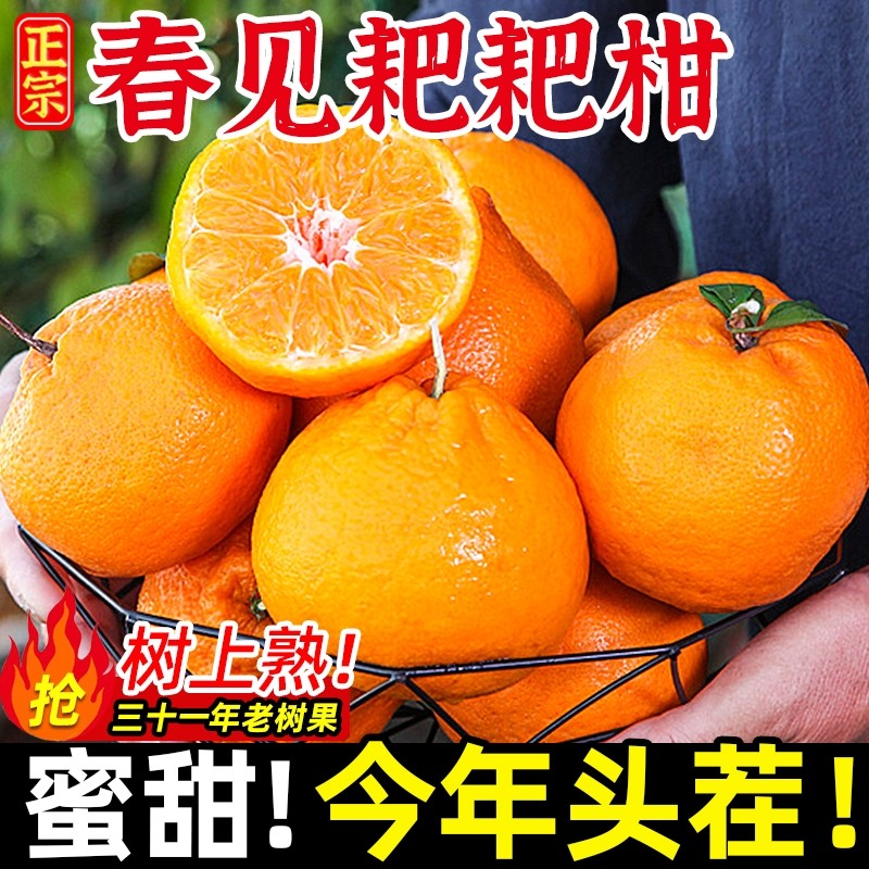 正宗四川春见耙耙柑新鲜水果包邮整箱杷杷柑当季丑桔子橘子粑粑柑,水产肉类/新鲜蔬果/熟食,桔子,淘宝优惠券,粉丝福利购,淘宝优惠卷
