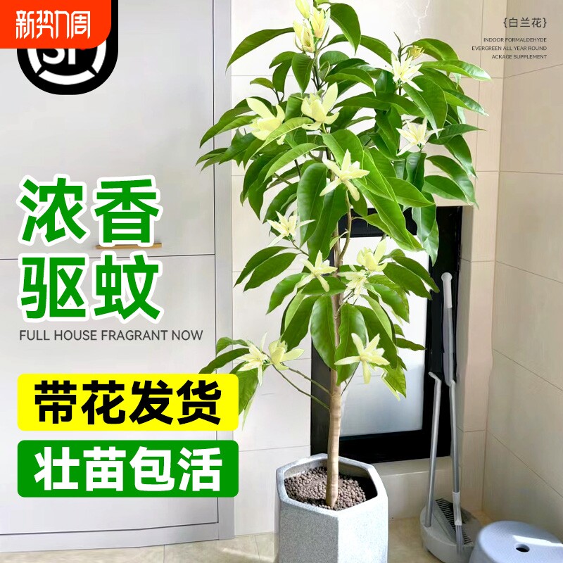 白兰花玉兰花树苗带花苞矮化老桩盆栽紫黄角兰四季开花卉绿植植物