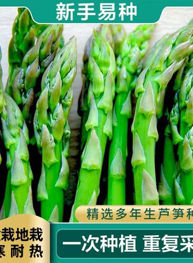 芦笋种根苗卉阳台植物盆栽绿植花