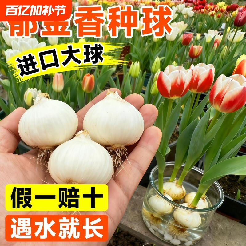 郁金香种球鲜花水培花卉盆栽绿植室内阳台植物好养四季5度球玻璃
