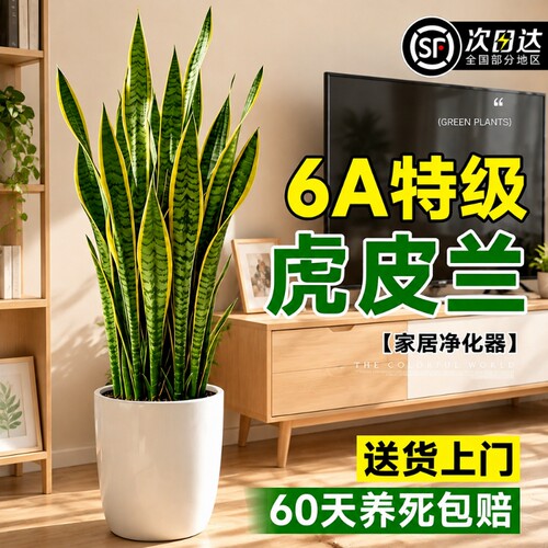 虎皮兰大型绿植|超1000次加购
