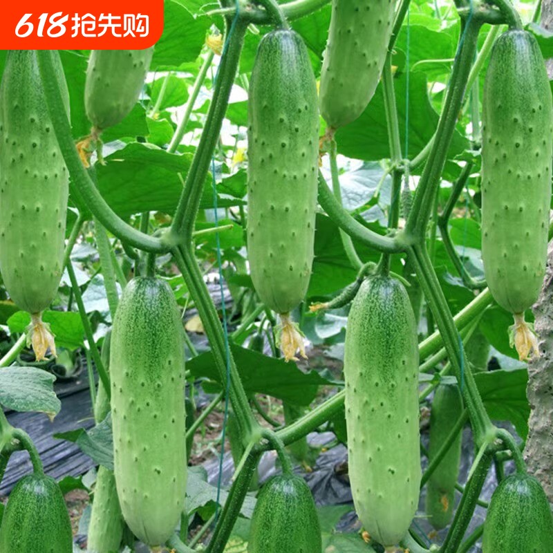 四季水果黄瓜菜籽种蔬菜种子生菜香菜种孑大叶种籽葱种籽盆栽阳台