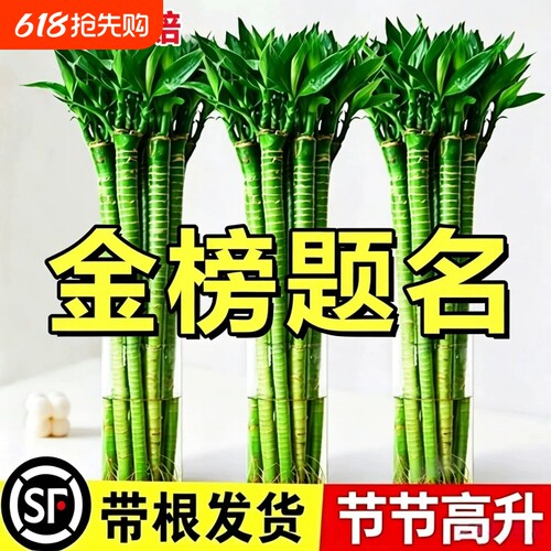 文昌竹4枝金榜题名水培龙竹富贵竹步步高升富贵竹桌面旺运绿植物