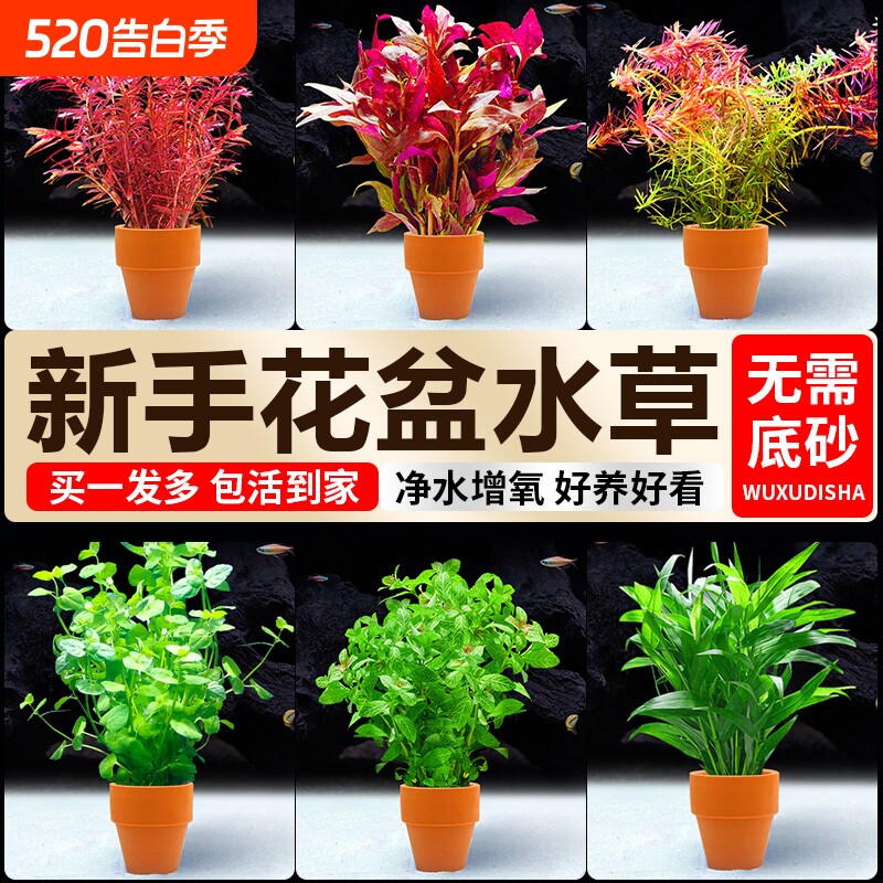 小花盆水草鱼缸造景蜈蚣草真草水草植物水芹羽毛宝塔水质沉底红菊