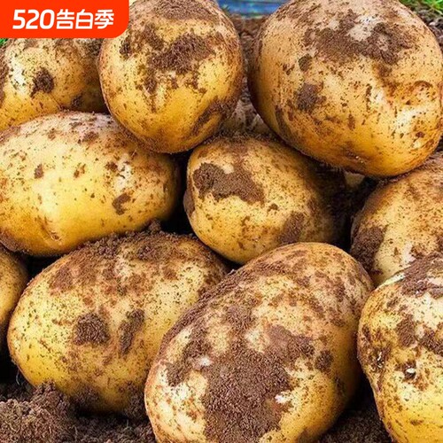 贵州特产威宁黄心洋芋土豆新鲜