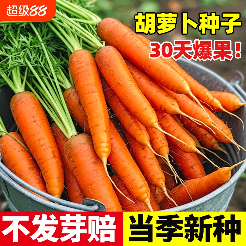 胡萝卜种子籽种红罗水果萝卜四季秋冬蔬菜种籽大全胡萝卜种孑种籽