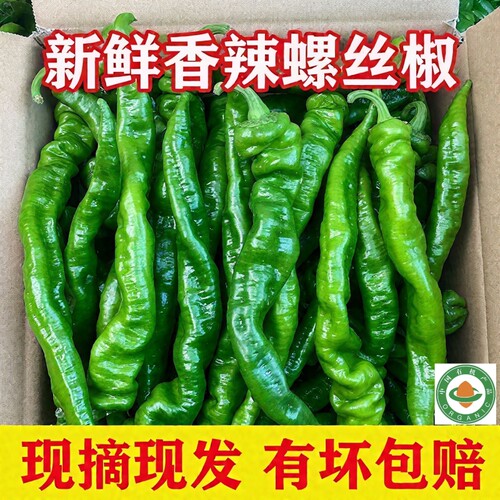 有机辣椒螺丝椒新鲜现摘现发螺丝特辣微辣带箱蔬菜青椒