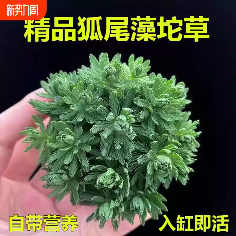 羽毛宝塔坨草精品狐尾藻鱼缸造景净化水质增氧水培淡水草植物阴性