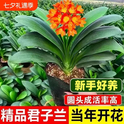 君子兰盆栽精品名贵国宝级花卉元宝室内四季开好养开花圆头植物