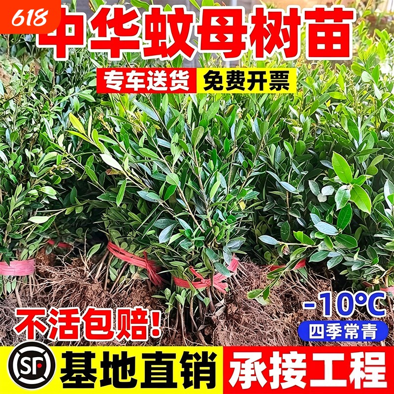 中华蚊母树苗老桩室外庭院绿化篱笆植物四季常青盆栽造型耐寒耐旱
