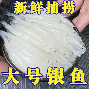 新鲜冷冻银鱼银鱼鲜活速冻淡水银鱼淡水水库白饭鱼小银鱼批发商用