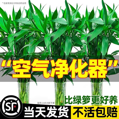带根富贵竹水培植物绿植室内盆栽客厅招财粗杆水养节节高特级竹子