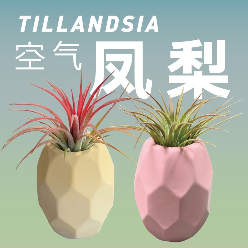 握了个草空气凤梨空凤创意握草无土植物办公室内绿植装饰浇水客厅