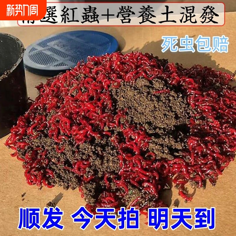 红虫活饵鲜活红虫特大号红虫超大包邮包活拉饵红虫鲫鱼饵宿迁红虫